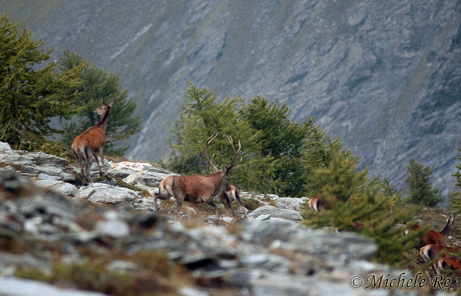 PASSIONE PER IL CERVO
